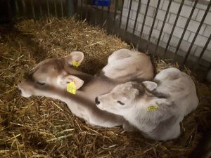 Klber Natthias Arnold